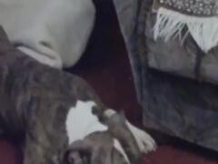 Busty woman opens her legs to the dog fuck her