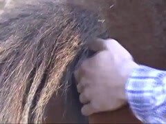 Farmer thrusts the horse's dick into the ass