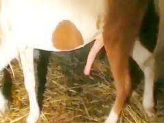 Her pussy Welcomes a Horse's Dick