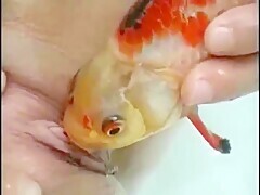 Horny Brunette Fucks Her Pussy With Fish