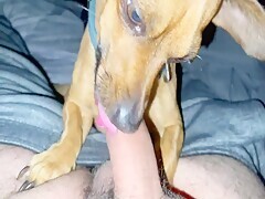 Dog Sucks Cock And Sits On It