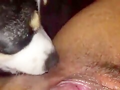 Dog Licking Pussy Hot Brunette