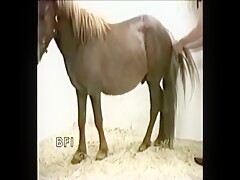 An Blonde Girl In A Passionate Sex With Pony