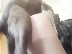 Dog Fuck With Very Hot Milf