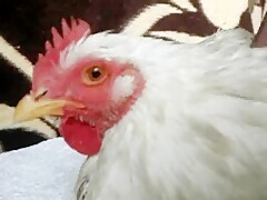 Guy with chicken fucking hard