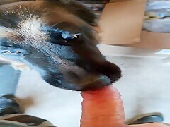 What a great pleasure when my pet eats my cock