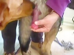 Dog wants movement on his cock