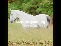 Beautiful mare is fucked by a boy